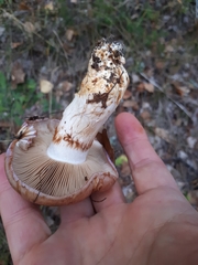 Phlegmacium balteatocumatile