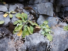 Primula farinifolia
