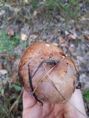 Phlegmacium balteatocumatile