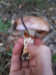 Phlegmacium balteatocumatile