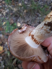 Phlegmacium balteatocumatile