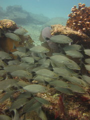 Haemulon maculicauda