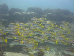 Lutjanus argentiventris