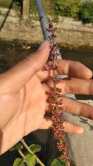 Coleus monostachyus