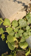Coleus monostachyus