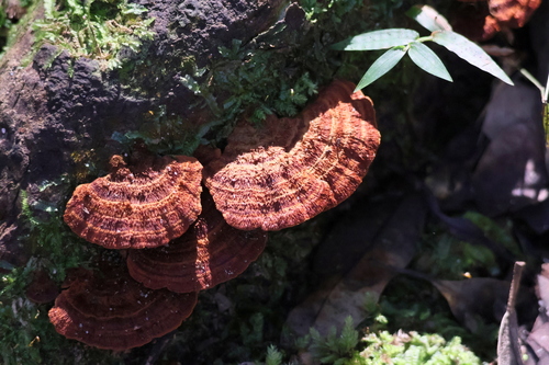 Cyclomyces setiporus observed 2025-06-23