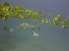 Lutjanus novemfasciatus