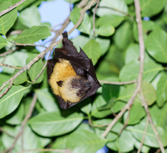 Pteropus seychellensis comorensis