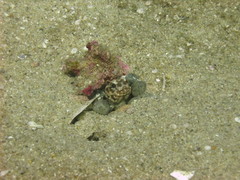 Giant Jawfish photo 2