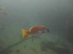 Lutjanus argentiventris