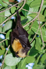 Pteropus seychellensis comorensis