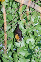 Pteropus seychellensis comorensis