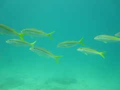 Mulloidichthys dentatus