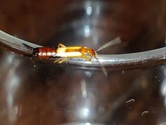 Forficulinae