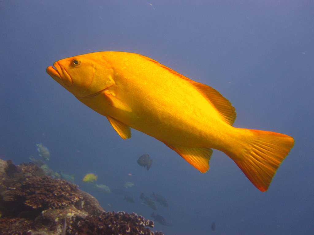 Mycteroperca
