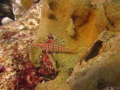 Oxycirrhites typus
