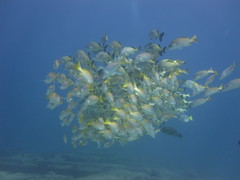 Lutjanus argentiventris