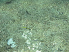 Plagiotremus azaleus