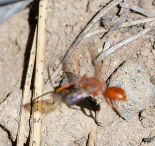 iNaturalist observation photo of Nomad Bees