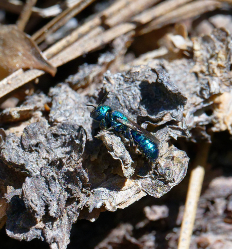 iNaturalist observation photo of Alcidamea