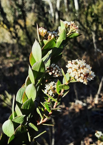 Platysace lanceolata observed 2025-06-16