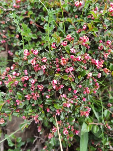 Creeping Cotoneaster