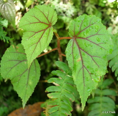 Begonia parviflora