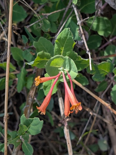 Lonicera arizonica, photograph 1