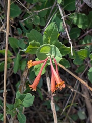 Lonicera arizonica
