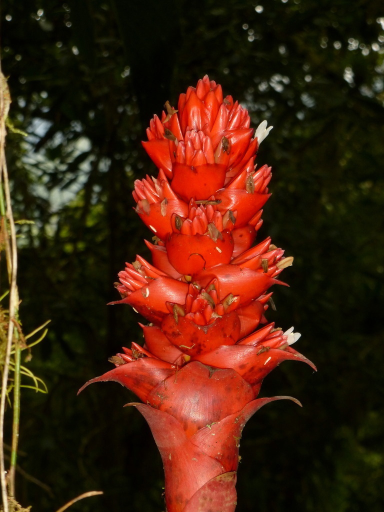 Cipuropsis