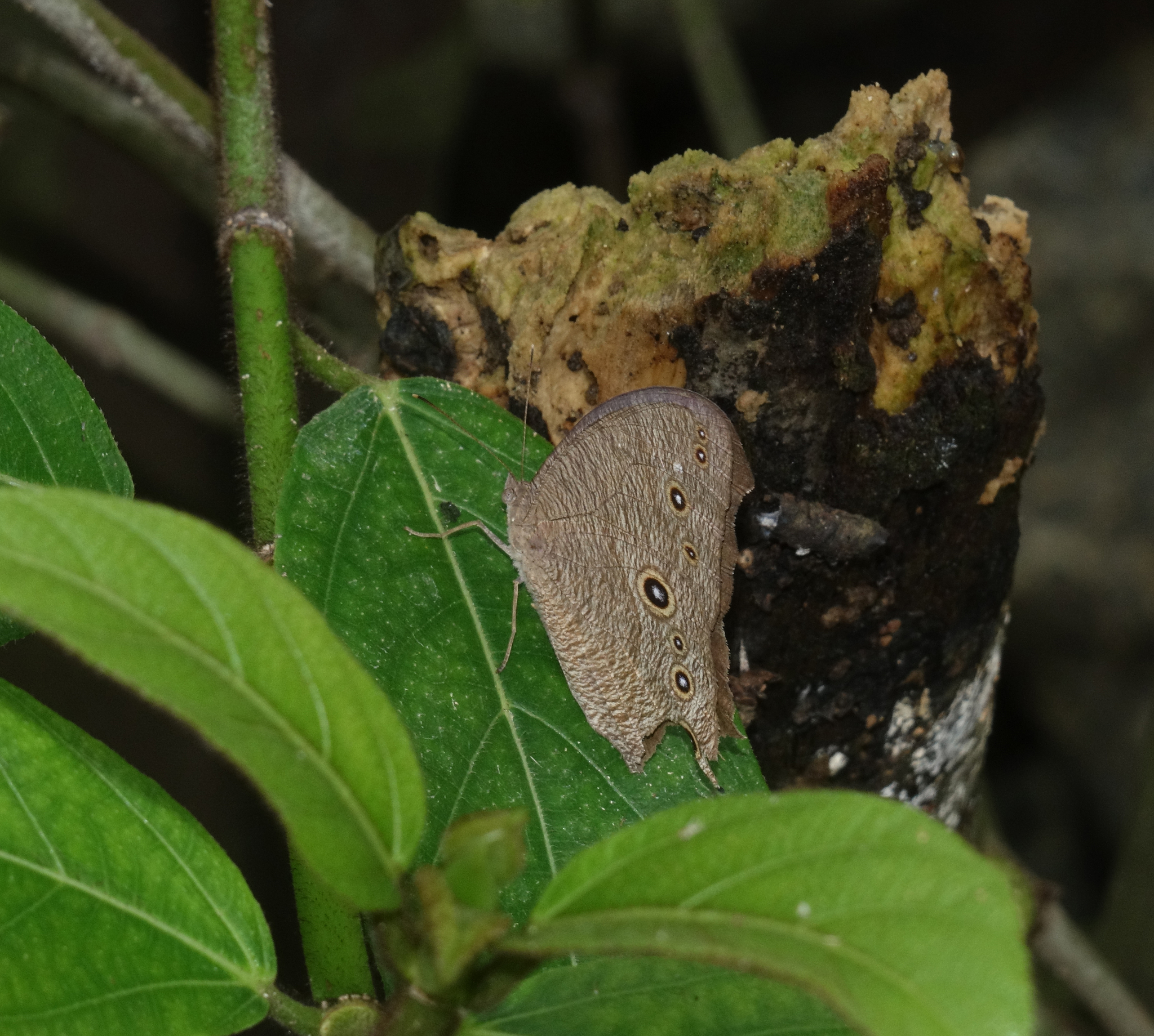 Common Evening Brown