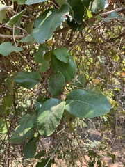 Tacazzea apiculata