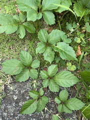 Causonis japonica, photograph Nick T., CC BY-SA, iNaturalist via GBIF