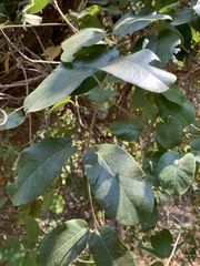 Tacazzea apiculata