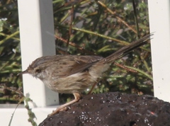Prinia gracilis