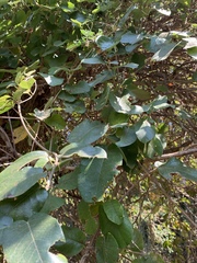 Tacazzea apiculata
