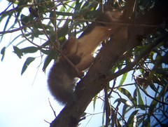 Sciurus vulgaris