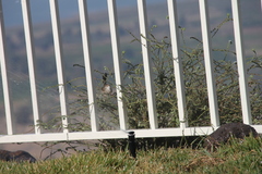 Prinia gracilis