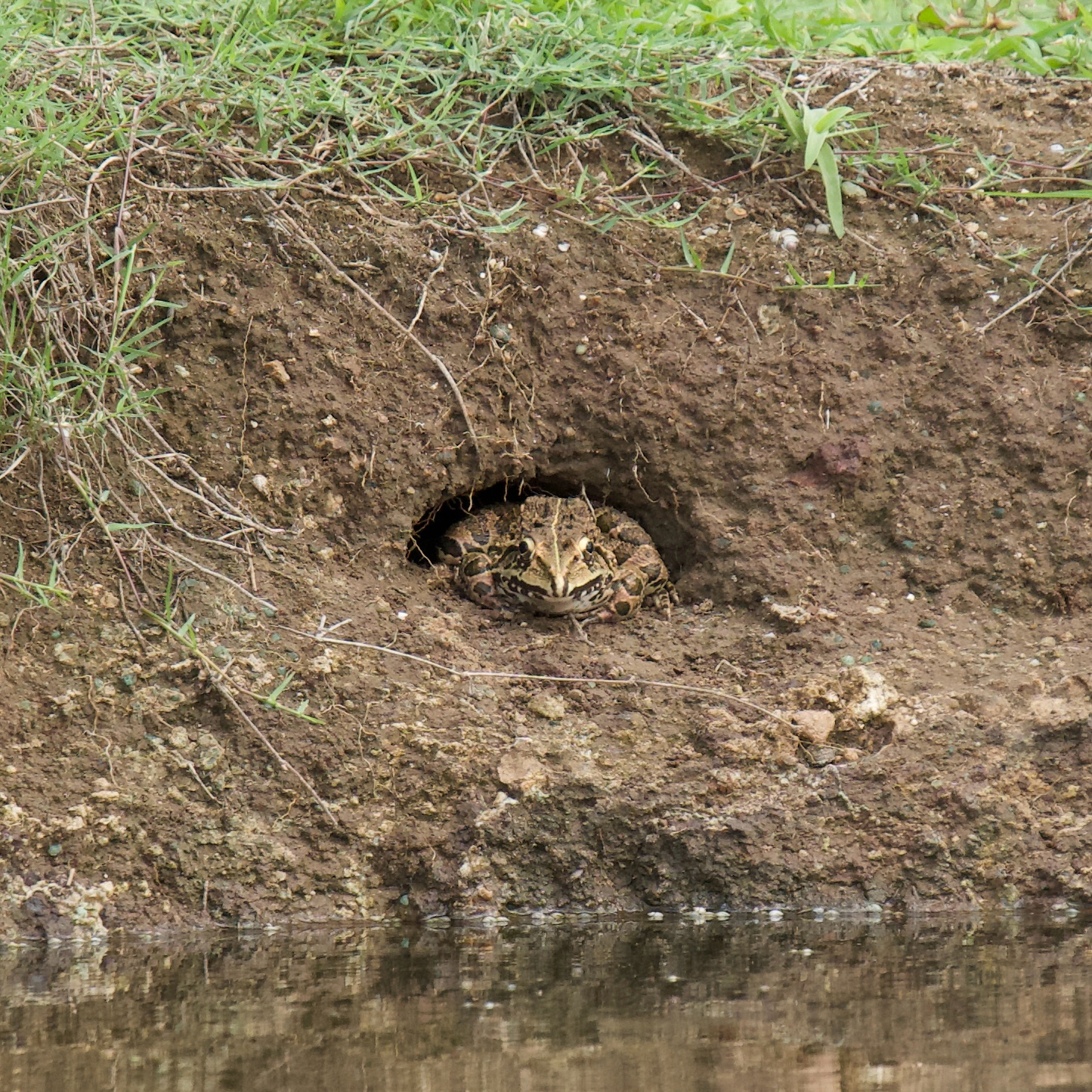 Indian Bull Frog