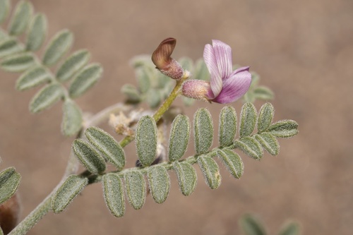Astragalus alvordensis