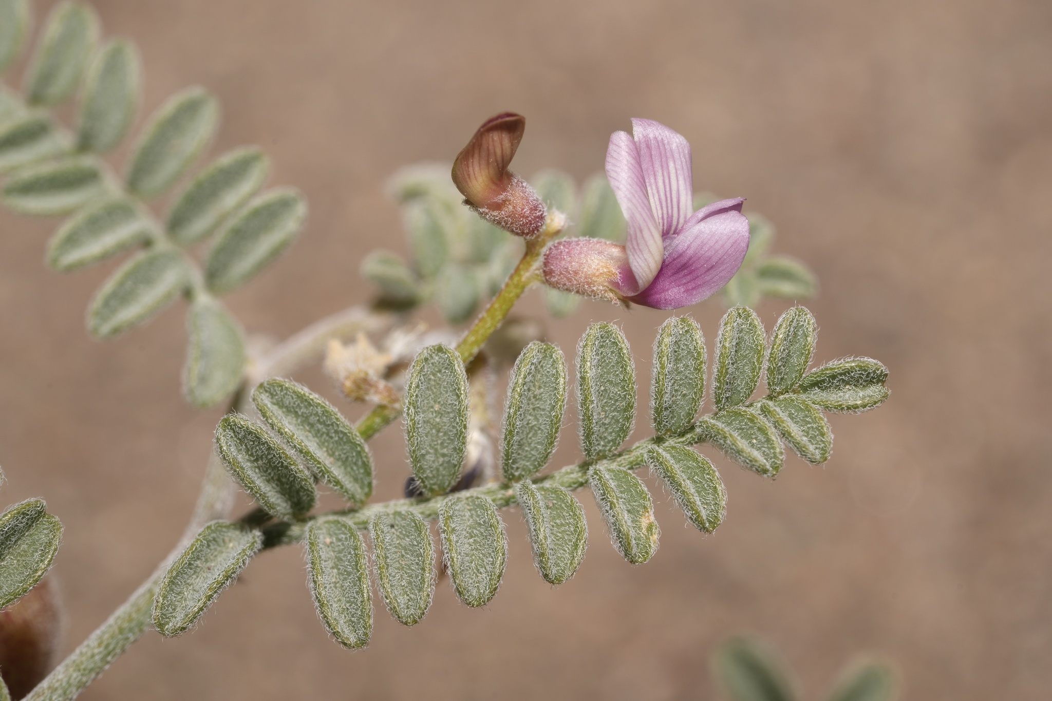 Astragalus alvordensis