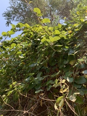 Tacazzea apiculata