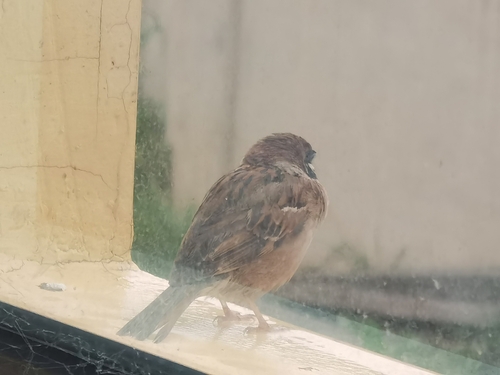 Eurasian Tree Sparrow