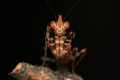 Callibia diana