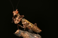 Callibia diana