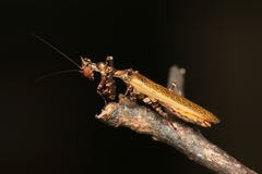 Callibia diana