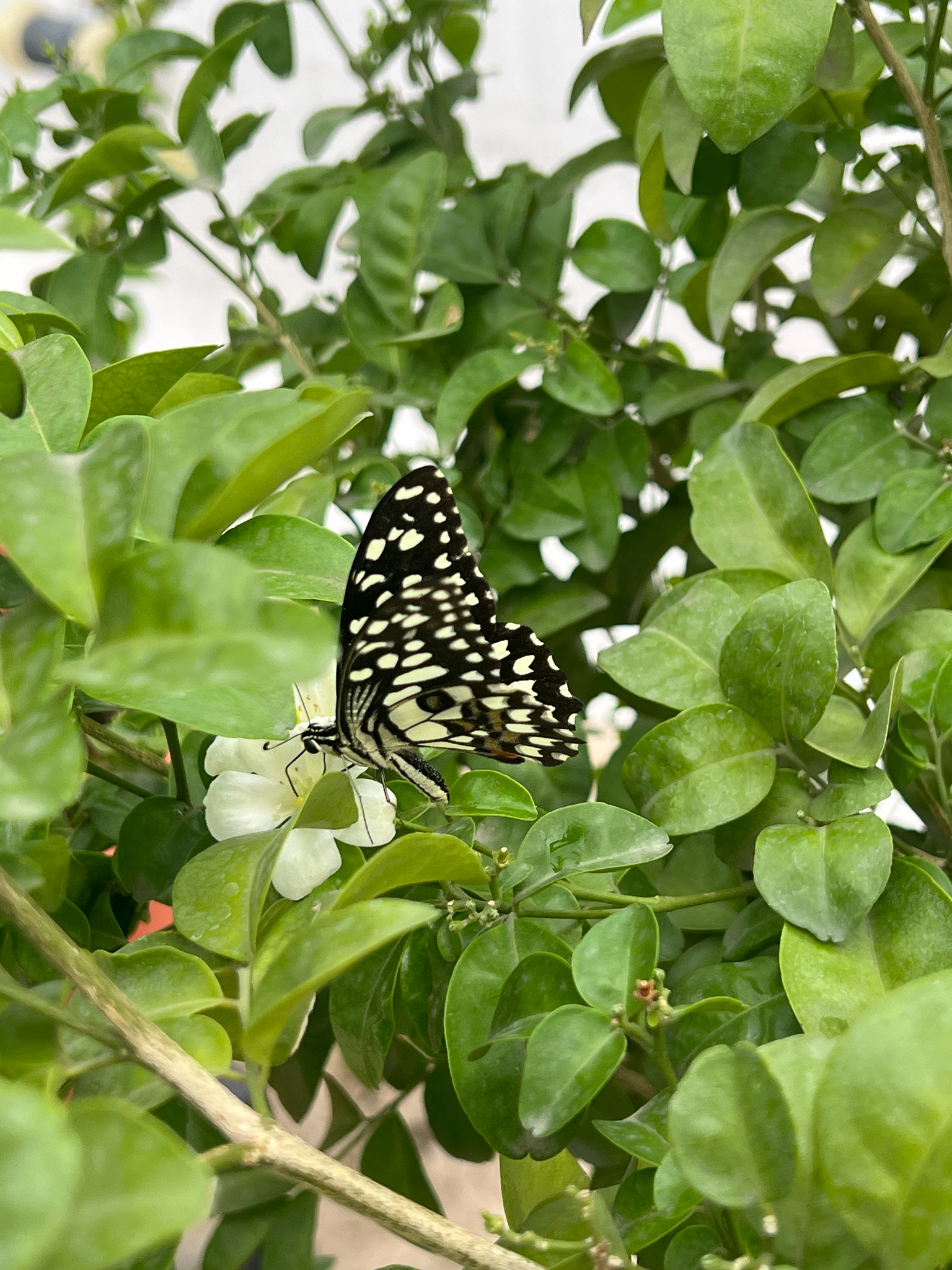 Lime Swallowtail
