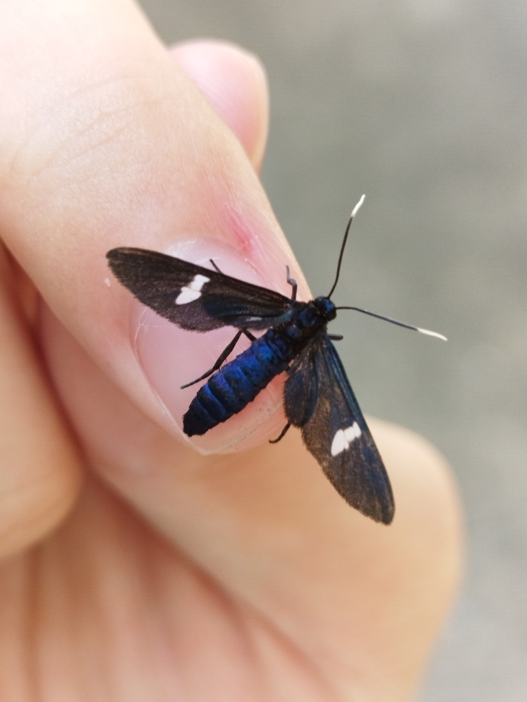 Trichaetoides albiplaga
