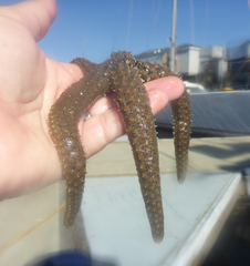 Stylasterias forreri