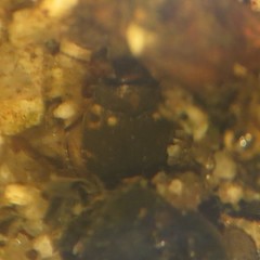 Leconectes striatellus